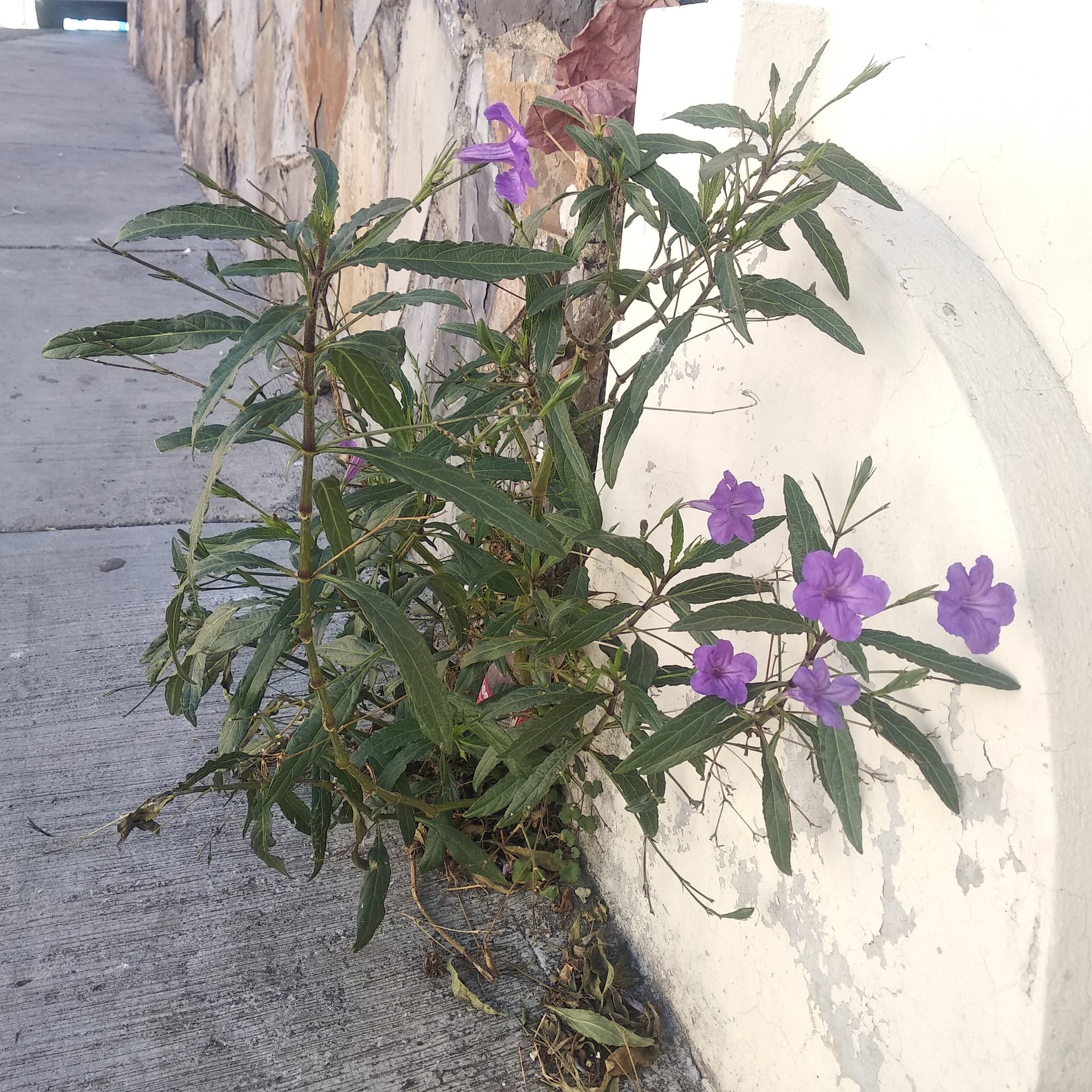 Ruellia brittoniana